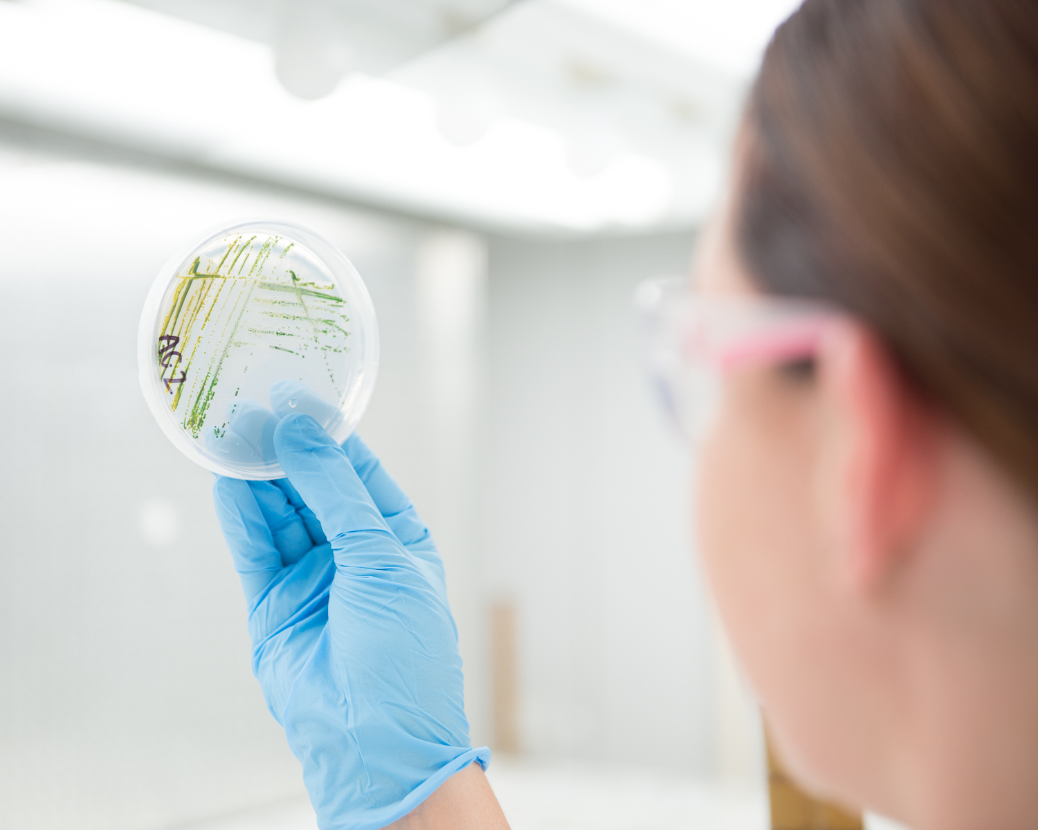 Female scientist holds pitri dish with algea growth sample
