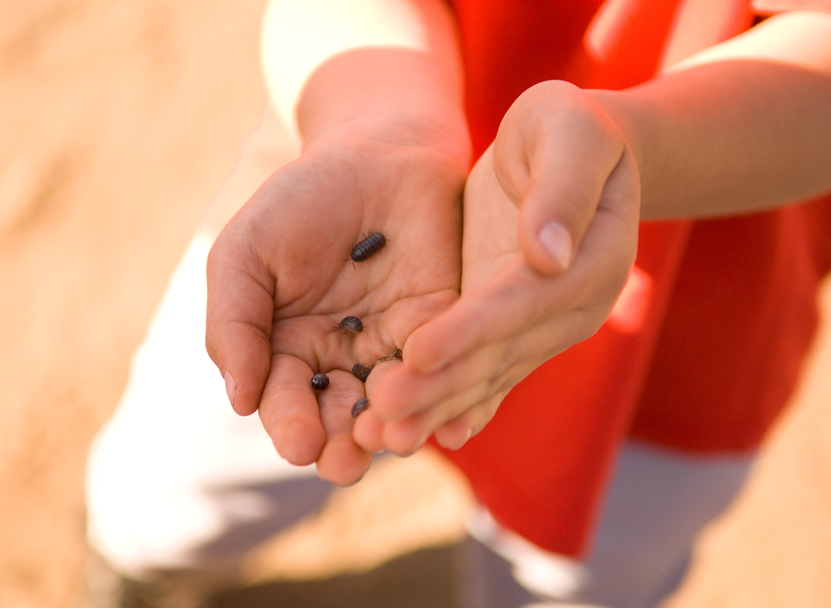 Kid hands holding rolly polly bugs